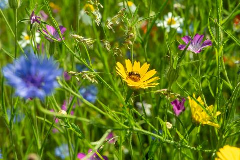 Bienenwiese auf dem Campus